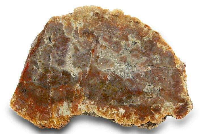 Polished Dinosaur Coprolite Nodule Section - Utah #307962